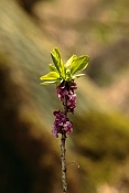 Lýkovec jedovatý (Daphne mezereum). Loučeň