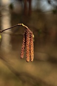 Líska obecná (Corylus avellana), květenství jehněda (amentum). Loučeň