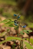 Hrachor jarní (Lathyrus vernus). Zlobice, Kuřim