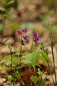Hrachor jarní (Lathyrus vernus). Zlobice, Kuřim