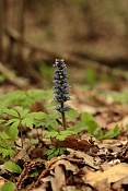 Zběhovec plazivý (Ajuga reptans). Zlobice, Kuřim