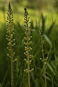 Bradáček vejčitý (Listera ovata). PR Obůrky-Třeštěnec.