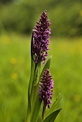 Prstnatec pleťový (Dactylorhiza incarnata). PR Obůrky-Třeštěnec.