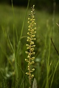 Bradáček vejčitý (Listera ovata). PR Obůrky-Třeštěnec.