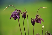 Orlíček obecný (Aquilegia vulgaris). PP Zlobice