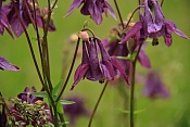 Orlíček obecný (Aquilegia vulgaris). PP Zlobice