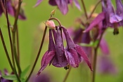 Orlíček obecný (Aquilegia vulgaris). PP Zlobice
