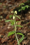 Okrotice bílá (Cephalanthera damasonium). PP Zlobice
