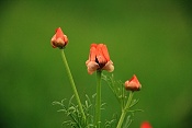 Hlaváček letní (Adonis aestivalis). PP Zlobice