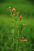 Hlaváček letní (Adonis aestivalis). PP Zlobice