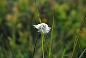 Suchopýr pochvatý (Eriophorum vaginatum). U Kunštátské kaple, Orlické hory.