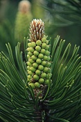 Borovice kleč (Pinus mugo). U Kunštátské kaple, Orlické hory.