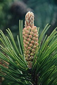 Borovice kleč (Pinus mugo). U Kunštátské kaple, Orlické hory.