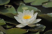 Leknín bílý (Nymphaea alba). Srní potok. Ralská pahorkatina