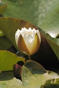 Leknín bílý (Nymphaea alba). Srní potok. Ralská pahorkatina