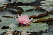 Leknín bílý (Nymphaea alba). Srní potok. Ralská pahorkatina