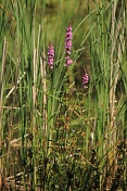 Kyprej vrbice (Lythrum salicaria). Srní potok. Ralská pahorkatina