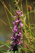 Kyprej vrbice (Lythrum salicaria). Srní potok. Ralská pahorkatina