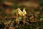 Hnilák smrkový (Monotropa hypopitys). Těšenov