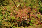 Rosnatka okrouhlolistá (Drosera rotundifolia). Těšenov