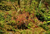 Rosnatka okrouhlolistá (Drosera rotundifolia). Těšenov