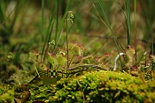 Rosnatka okrouhlolistá (Drosera rotundifolia). Těšenov