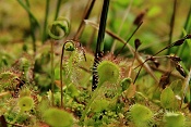 Rosnatka okrouhlolistá (Drosera rotundifolia). Těšenov