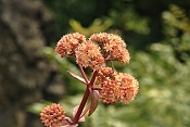 Rozchodníkovec nachový (Hylotelephium telephium), Ralsko