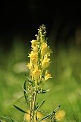 Lnice květel (Linaria vulgaris). Kokořínsko