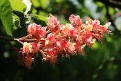 Jírovec pleťový (Aesculus x carnea). Zámecký par Lednice