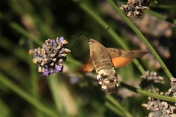 Dlouhozobka svízelová (Macroglossum stellatarum). Roqufor. Francie