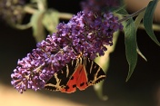 Přástevník kostivalový (Euplagia quadripunctaria). Provence. Francie