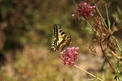 Otakárek fenyklový (Papilio machaon). Provence. Francie