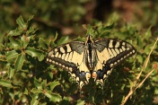 Otakárek fenyklový (Papilio machaon). Provence. Francie