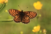 Hnědásek jitrocelový (Melitaea athalia). Zámecký park Židlochovice