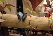 Morpho Peleides. Fata Morgana Praha