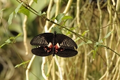 Papilio Polytes. Fata Morgana Praha