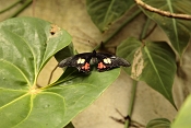 Papilio Anchisiades. Fata Morgana Praha