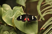 Papilio Anchisiades. Fata Morgana Praha