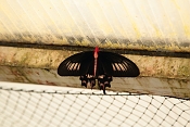 Atrophaneura Samperi ♀. Fata Morgana Praha