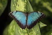 Morpho Peleides. Fata Morgana Praha