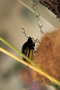 Troides Rhadamanthus. Fata Morgana Praha
