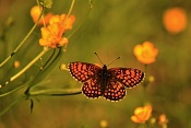 Hnědásek jitrocelový (Melitaea athalia). Třeštěnec. Moravské Knínice