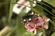 Troides rhadamantus. Fata Morgana, Praha