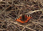 Babočka kopřivová (Aglais urticae). Malhostovická pecka