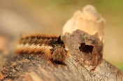 Bourovec trávový (Euthrix potatoria). Srní potok. Ralská pahorkatina