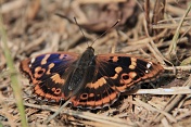 Batolec červený (Apatura ilia). Srní potok. Ralská pahorkatina