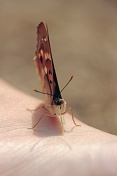 Batolec červený (Apatura ilia). Srní potok. Ralská pahorkatina