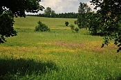 Nad Bartošovicemi v Orlických horách
