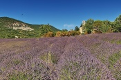 Levandulové pole u Notre Dame de Beaulieu (12.stol.). Provence-Alpes-Côte d´Azur. Francie